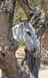 Imagen de la cabeza de un ejemplar de la cabeza de Raza Asnal Andaluza